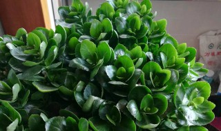 长寿花可以放在没有阳光的地方吗 长寿花可以养在室内没阳光的地方吗