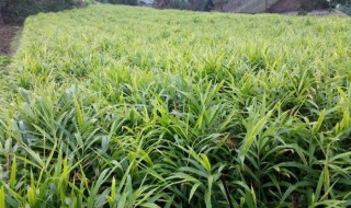 什么时候育姜种（什么时候育姜种子最好）