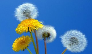 植物传播方式有哪些五种 植物传播的四种方法