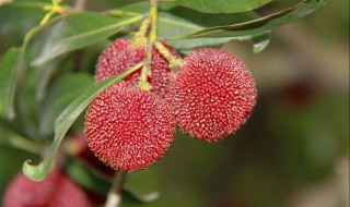 南方杨梅几月份开花（南方杨梅在什么的季节嫁接）