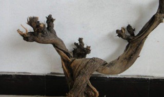 崖柏是什么树 崖柏是什么树种