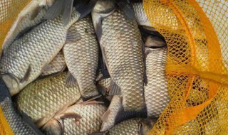 春天钓鲫鱼技巧 春天钓鲫鱼技巧视频