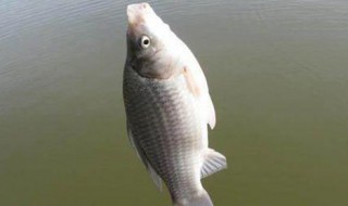 钓的鱼怎么保持不死 钓上来的鱼怎么保持新鲜