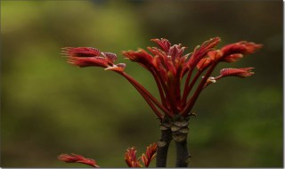 香椿芽可不可以和小葱一起吃 香椿芽和小葱能一起吃吗