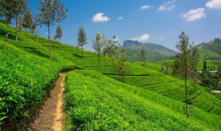 如何种植茶叶（茶叶树怎么种植方法）