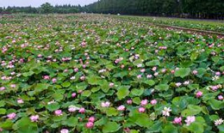 春天种莲花是最佳季节吗（春天种莲花是最佳季节吗视频）