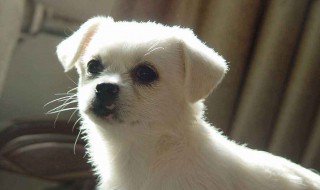 两三个月狗狗能用皮筋断尾吗 2个月狗断尾的妙招