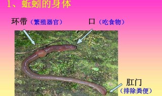 蚯蚓一年能繁殖多少次 蚯蚓一年能繁殖多少次呢