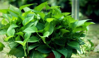 绿萝专用土可不可以养多肉 绿萝专用土可以养多肉吗