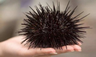 海南海胆什么季节吃最好(海南海胆什么季节吃最好呢)