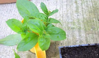 开花时叶正在发芽还是已经长大 开花长叶结果发芽按什么顺序