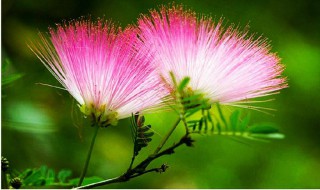 寓意高考顺利的花有哪些 寓意高考顺利的花有哪些图片