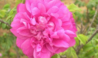 梦见最好的花送给了别人(梦见最好的花送给了别人啥意思)