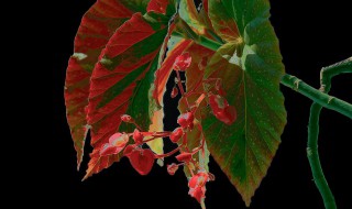 竹节海棠怎么养才能多开花 竹节海棠怎么养护长得好开花多