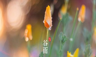 谷雨的面膜敷完需要洗脸吗 谷雨面膜用洗吗