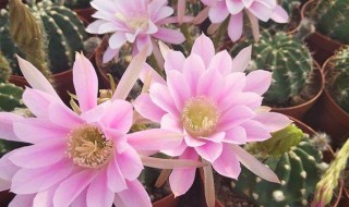 哪几种多肉开花漂亮 哪种多肉植物开花好看