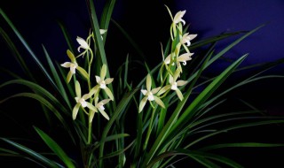 兰花墨宝开花有香味吗(兰花墨宝开花有香味吗怎么养)