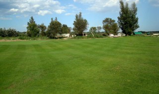 园林绿化的都种什么草（园林绿化的都种什么草类）