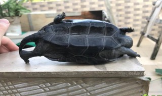 草龟变墨龟的技巧（草龟变墨龟的技巧干养）