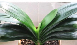 养花浇水口诀（养花浇水口诀图片）