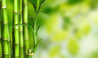 竹子什么季节开花（竹子什么季节开花结籽）