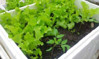 塑料种植箱有毒吗(塑料种植箱耐用吗)