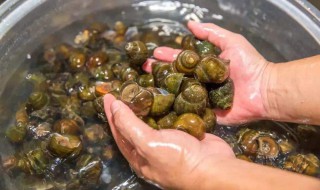 田螺怎么清洗 田螺25分钟吐泥最快方法