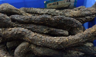 肉苁蓉几月份采挖（肉苁蓉什么时候采收）