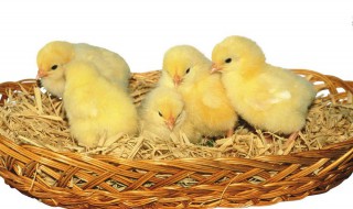 小鸡吃碎玉米消化好吗(雏鸡可以吃碎玉米吗)