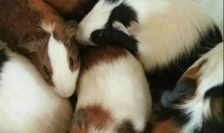 天竺鼠怎么养 天竺鼠怎么养才能活
