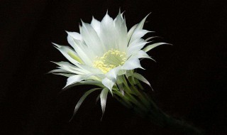 白色仙人球花的用途 白色仙人球花的用途是什么