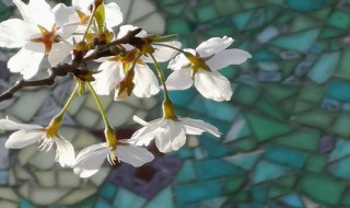 樱杏桃梨开花顺序（樱李梨桃杏梅海棠的区别）