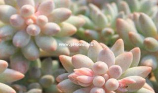 多肉开花了怎么施肥 多肉开花了怎么施肥最好