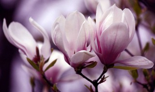 玉兰开花时间是几点 玉兰开花时间是几点左右