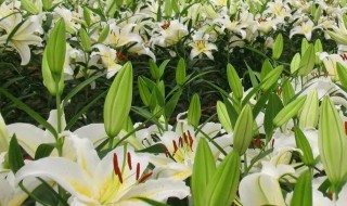 食用百合放水里养多久开花（食用百合放水里养多久开花结果）