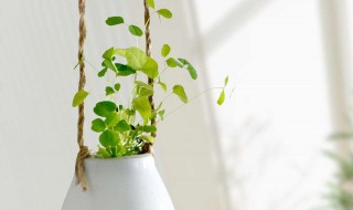 水培种子有哪些 水培种子有哪些工具