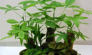 室内最好养的植物盆栽 十种室内最好养的植物盆栽