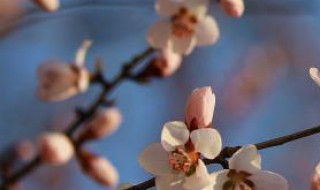 梅花果树开花需要人工援粉鸣 梅花树需要施肥吗