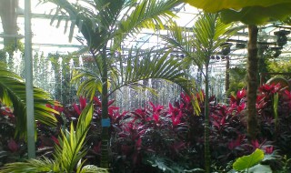 植物对气候的指示作用（植物对气候的指示作用是）