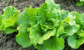 生菜好种吗（怎样种生菜出得好又快）