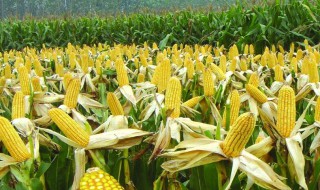 玉米种子萌发的最高温度为多少（玉米种子萌发的最高温度为多少度）