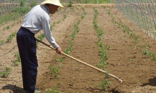 看椒的养殖方法（盆栽看椒）