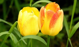 郁金香好养活吗(水培郁金香好养活吗)