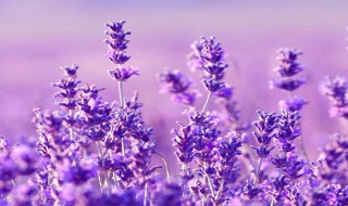 熏衣草在南方种植技巧有哪些? 熏衣草在南方种植技巧有哪些方法