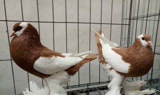 肉鸽能放飞吗（肉鸽能放飞吗怎么放）