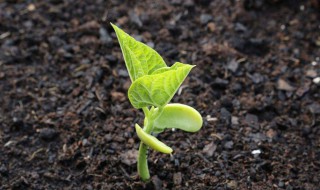 如何改善土壤透气性 改善土壤透气性渗水性