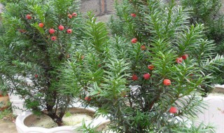 红豆杉黄叶是什么原因（红豆杉黄叶是什么原因黄叶）