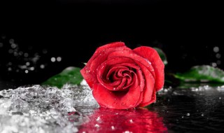 养花的有机肥怎么配制 养花有机肥怎么用