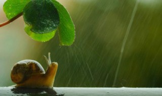 蜗牛为什么会脱壳呢 蜗牛为什么会掉壳