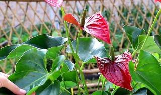 怎样给红掌下肥施什么肥能开花? 如何给红掌施肥